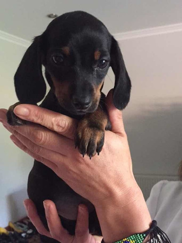 Preciosos Salchicha Miniatura Dachshund