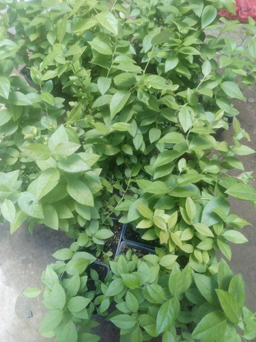 Imagen 2 de 2 de Plantas De Arándano Biloxy Con Envío Paquete10