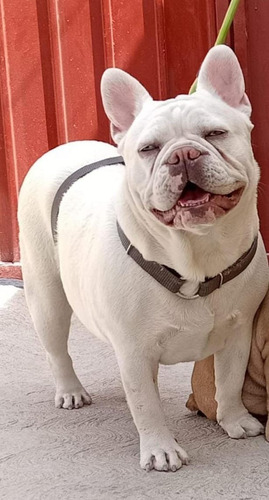 Se Venden Cachorros Bulldog Frances Exoticos Blanco