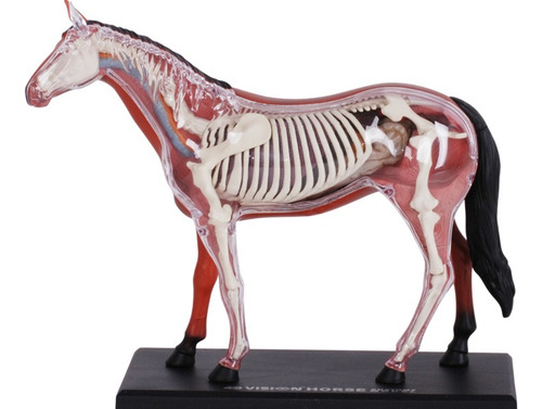 Caballo Modelo Anatómico Veterinaria 4d Vision Armable 26pzs