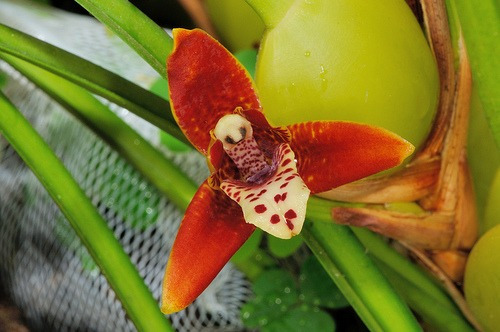 Paquete De Orquídeas Maxilarias.