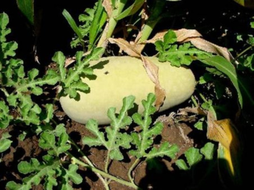 Semillas De Sandia Cayote Variedad Maciza No Hebras