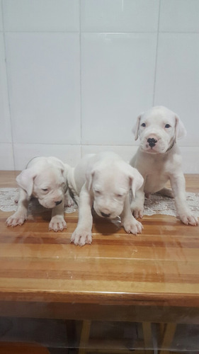 Dogo Argentino