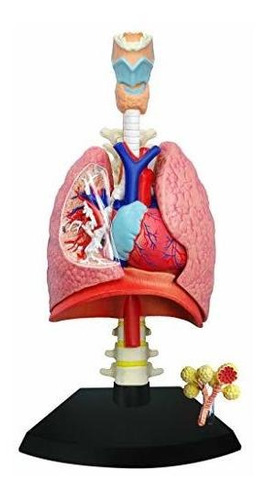 Juego Educativo De Cienci Tedco 4d Respiratory System Model