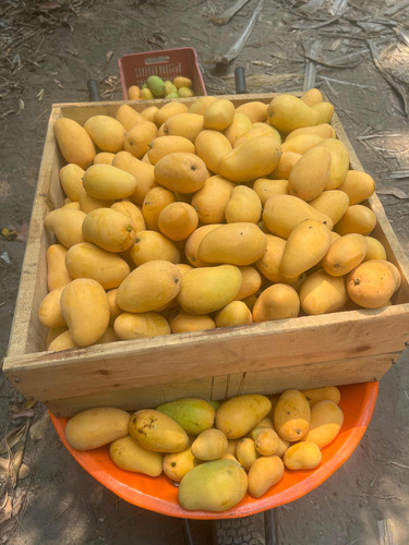 Vendo Mango Manila Y Ataulfo Por Caja