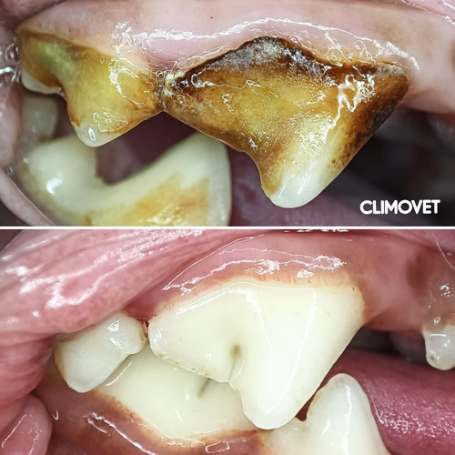 Limpieza Dental Perros Y Gatos (destartraje)