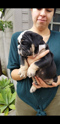 Imagen 5 de 8 de Bulldog Ingles Exotico