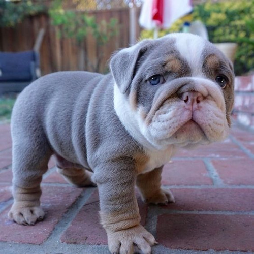 Cachorros Bulldog Ingles Perrito Bull Dog Puppy Cachorrito