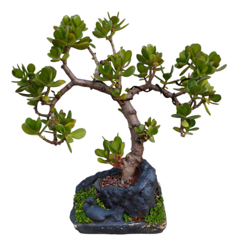 Bonsai Árbol De Jade