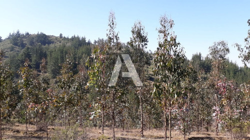 Imagen 12 de 14 de Paredones, Vendo Predio Agrícola Forestal, 23,5 Hectáreas...