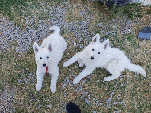 Cachorros Pastor Blanco Suizo