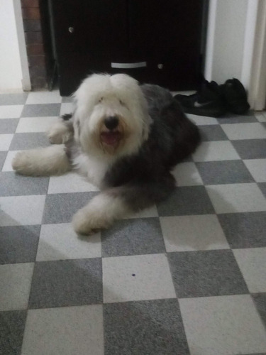 Imagen 8 de 8 de Cachorros Viejo Pastor Inglés (ovejero)