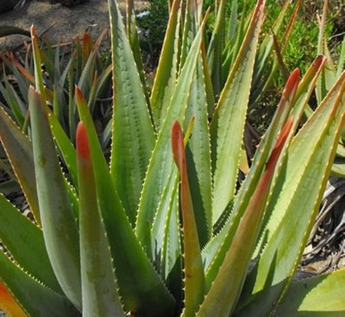 Muda De Aloe Succotrina Com 20 A 30cm Enraizada