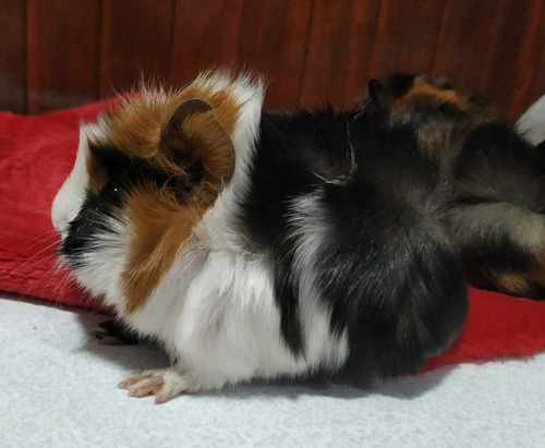Imagen 1 de 9 de Cuis Cuises Cobayos Abisinio C/ Remolinos Mascotas Conejillo
