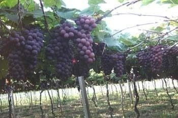 Muda De Uva Niágara Rosa Enxertada Já Produz Com 80 Cm
