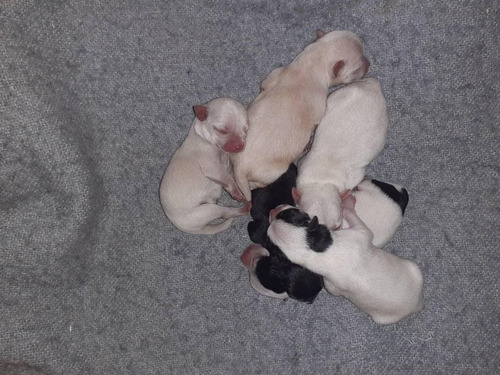 Chihuahuas Miniatura Machos