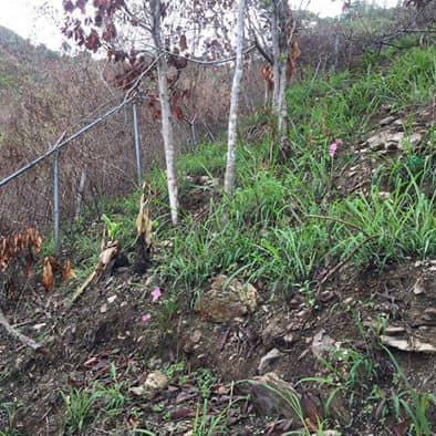 Imagen 4 de 7 de Terreno A La Venta En Lagune