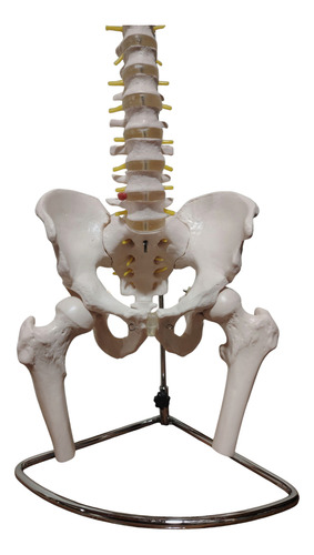Modelo Columna Vertebral
