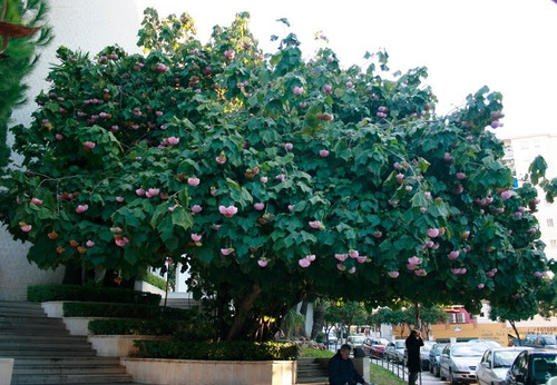 Imagem 4 de 5 de Muda De Dombeia - Dombeya - Linda Árvore Com Flores Rosas !!