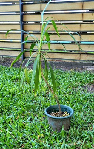 Palmera Dracena. 