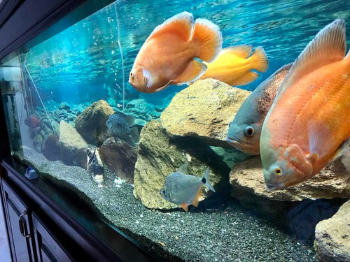 Acuario Pecera Completo