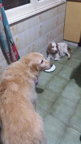 Imagen 2 de 10 de Guardería De Mascotas Guardería Canina Cuidado De Perros