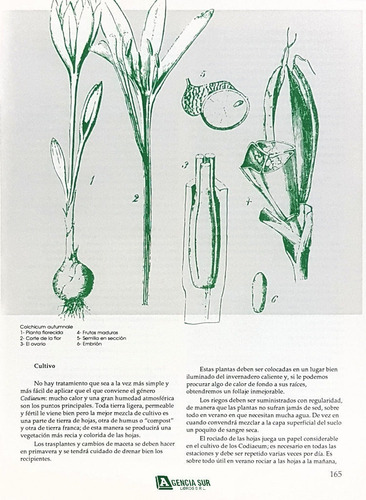 Plantas De Interior E Invernadero, Descripción Y Cultivo