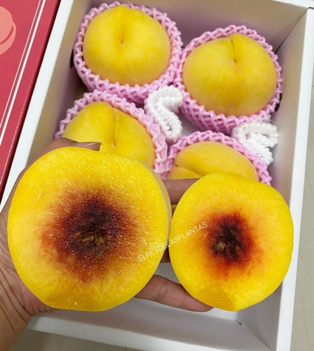 1 Arbolito Durazno  Miyazaki  El Mango De Los Duraznos Raros