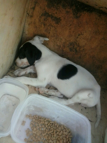 Abandonaram 4 Cachorros Na Frente De Minha Casa E Já Tenho 2