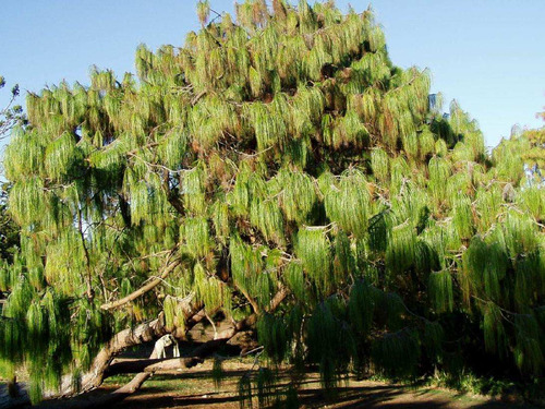 1000 Semillas Aprox. De Pinus Patula  Pino Mexicano Amarillo