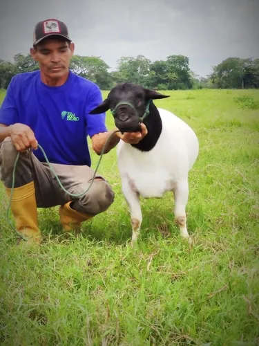 Ovejas White Dorper (Usado)