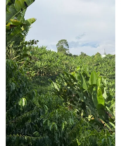 Venta Finca Circasia Cafe - Platano - Banano - 12.5 Cuadras