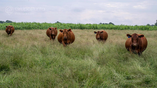 Campo En Venta - Rocha