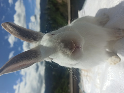 Imagen 4 de 7 de Conejos De 1 Y 6 Meses De Edad Para Consumo O Mascota.