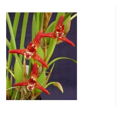 Orquídea Cheiro De Coco ¿ Com Vaso . Maxillaria Tenuifolia. | MercadoLivre