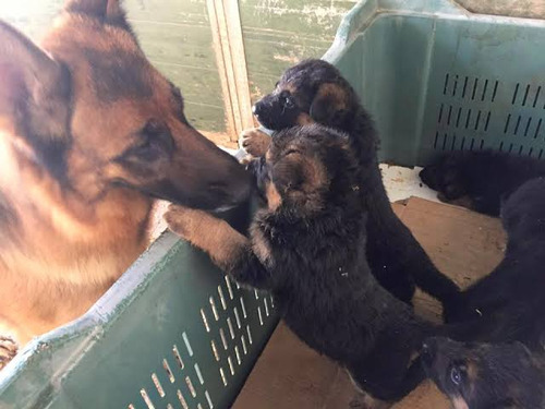 Cachorros Pastor Alemán (9/1/7/5/0/6/0/1/5)