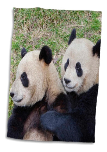 3d Rose China-reserva Wolong, Osos Panda Gigantes Abrazándos