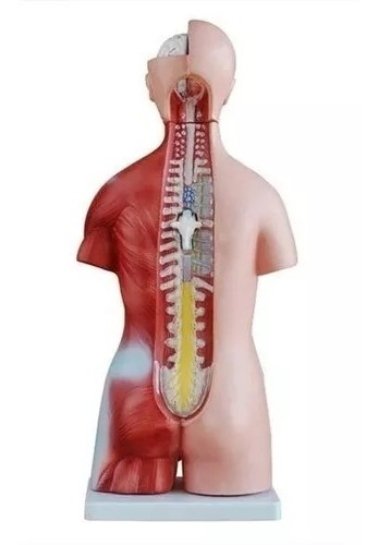 Imagen 3 de 8 de Torso Humano Disección 23 Partes 45cm