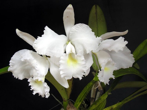 Orquídea Cattleya Trianae Alba Adulta | MercadoLivre