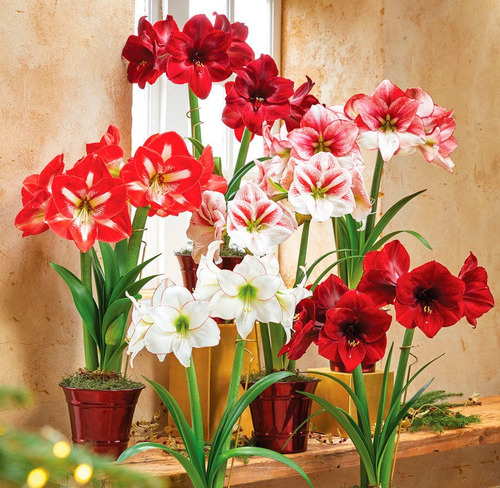 Imagen 4 de 4 de Bulbos De Amaryllis
