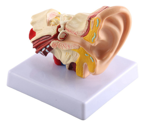 Modelo De Anatomía Del Oído Humano Queenly-1.5x - Escritorio