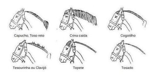 Imagem 4 de 4 de Tesoura Para Tosquia Crina Cauda Cavalo Lã Ovelha