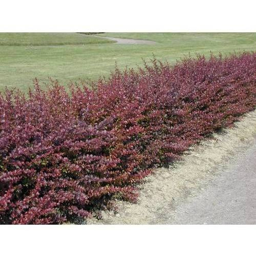 Semillas De Agracejo Rojo O Berberis Purpura X 10 Unid.