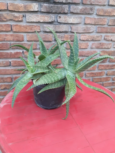 Plantas De Áloe Vera Especies De La Más Pulposa (organica)