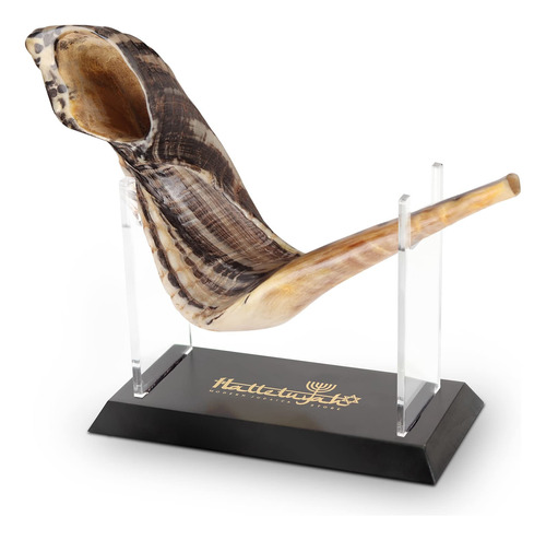 Auténtico Cuerno De Ram Shofar De 12 A 14 Pulgadas De Isra.