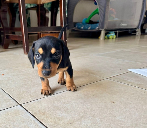 Cachorro Salchicha Dachshund Mini Negro C/marrón Claro Vac Negro Con Marrón Claro Macho