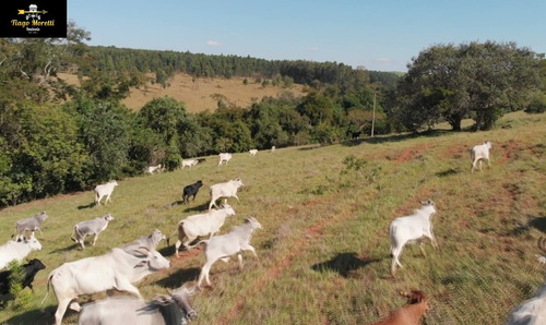 Imagem 7 de 19 de Excelente Fazenda Á Venda Com Ótima Localização Sarutaiá-piraju - Fa00036 - 68204645