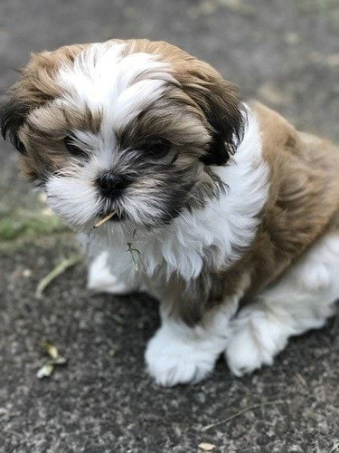 Perros Shitzu Cachorros Shih Tzu Puppy Cachorritos