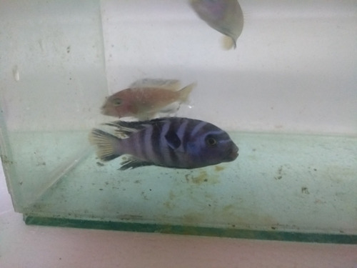 Imagen 6 de 6 de Elongatus Mpanga 5 Cm--ciclidos Africanos