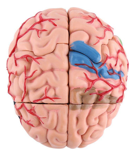 A Enseñanza De Anatomía Estructural Del Modelo De Cerebro